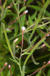 Fringed willowherb